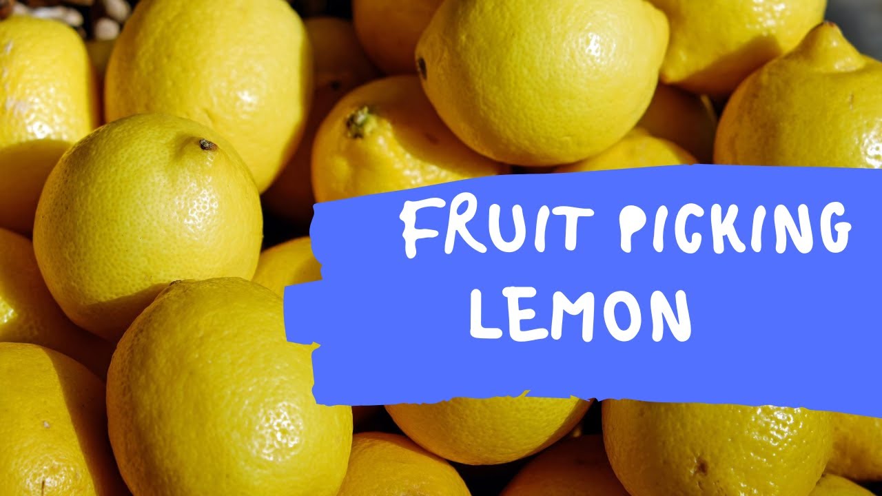 Farmwork AUSTRALIA  /🍋🍋🍋   LEMON PICKING