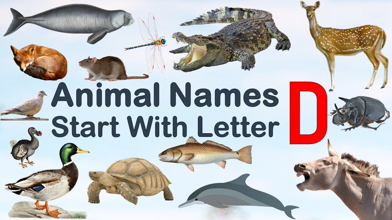 Animal Names starting with letter D #Spelling #Picture #vocabulary #animals #explore #animalslover