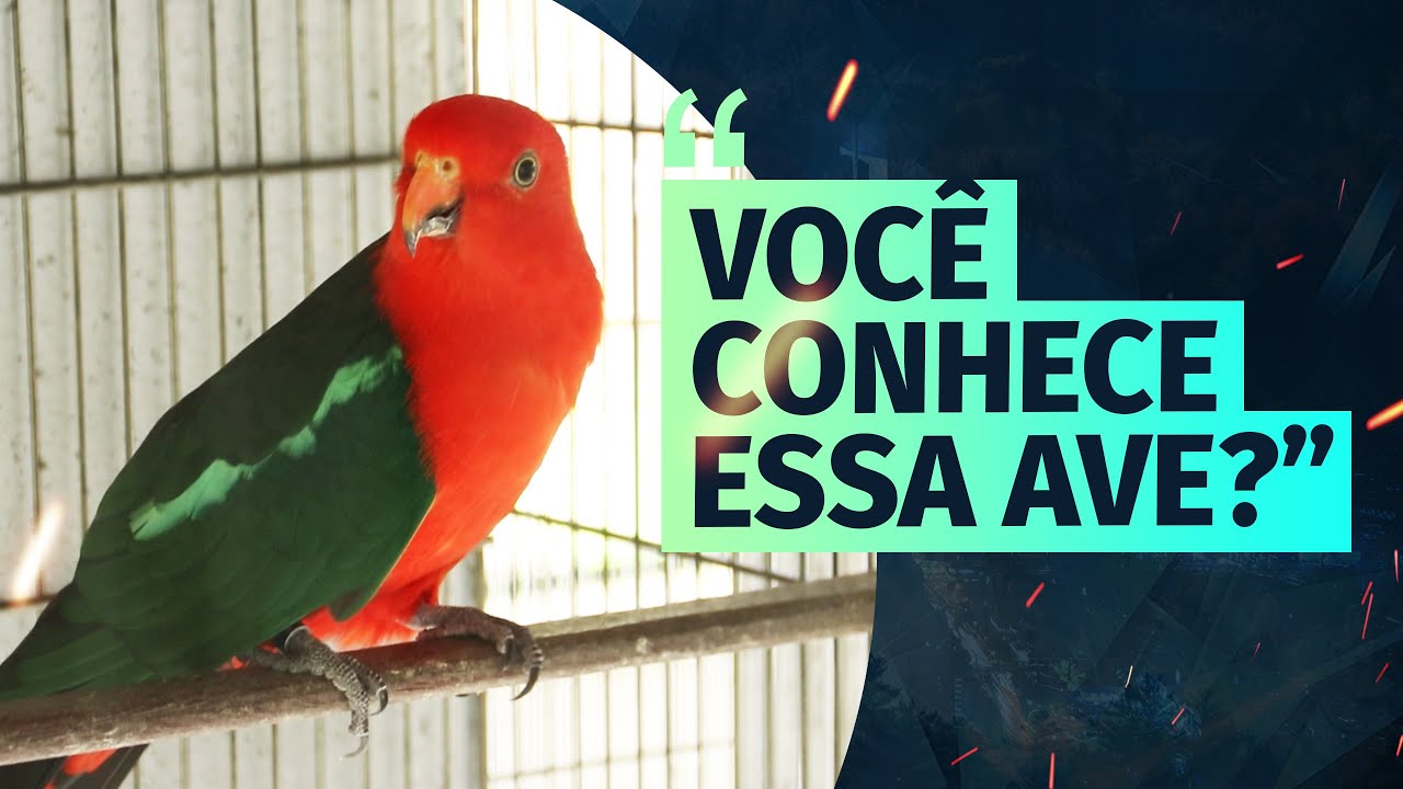 VALE A PENA CRIAR KING PARROTS?