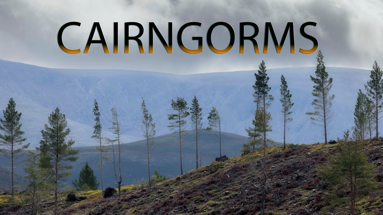 Relaxing Landscape Photography (Cairngorms Caledonian Pine Forest)