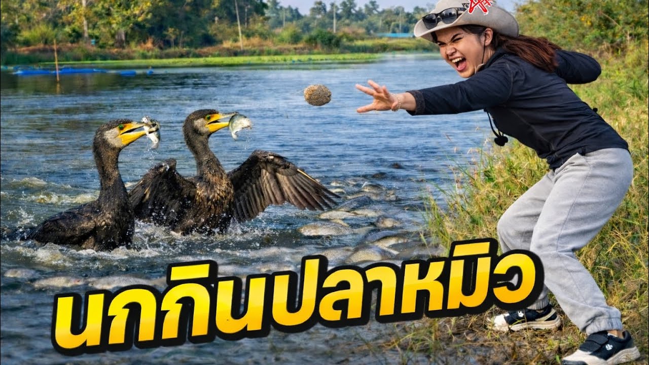 บ่อปลาหมิว กลายเป็น บุฟเฟ่ต์ปลานิล ไปซะแล้ว | เด็กตกปลา