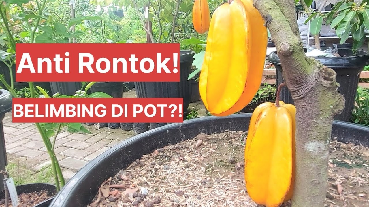 BELIMBING BANGKOK MERAH DI POT BISA SELEBAT INI?! Teknik Bungkus, Pupuk & Pruning