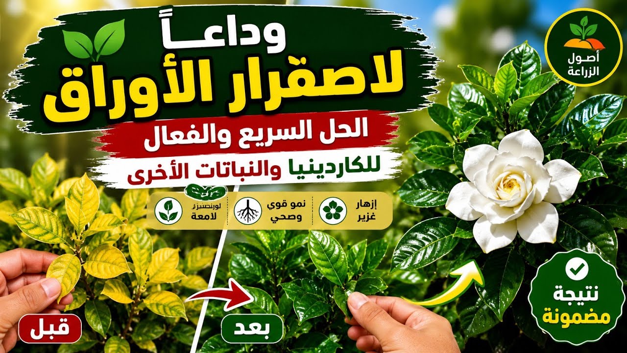 معالجة اصفرار أوراق الكاردينيا والنباتات الاخرى بأسهل طريقة