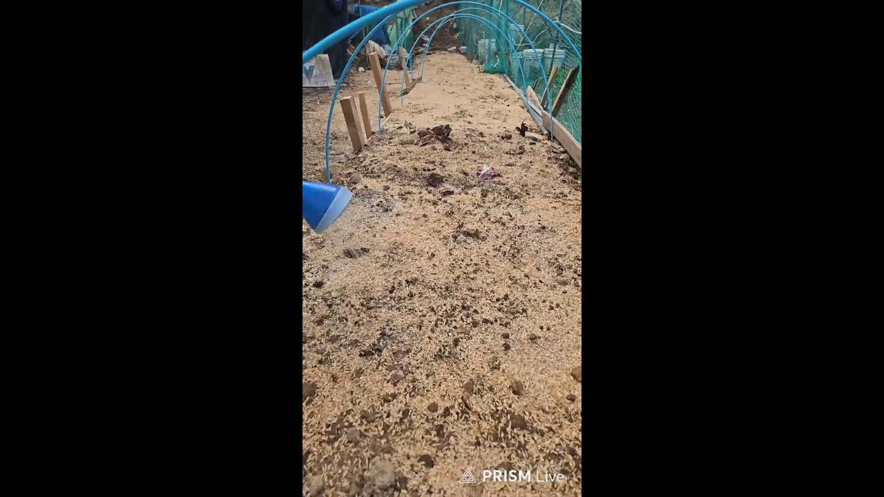 봄봄봉