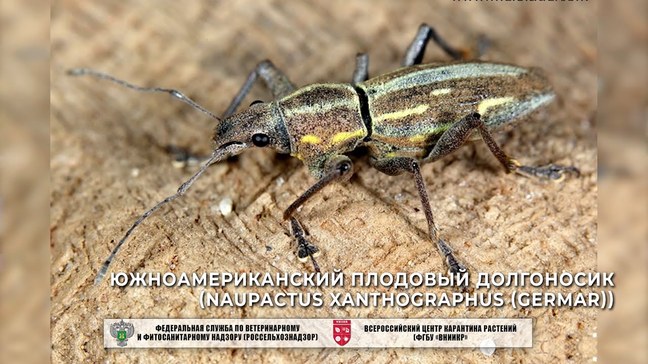 Южноамериканский плодовый долгоносик (Naupactus xanthographus (Germar))