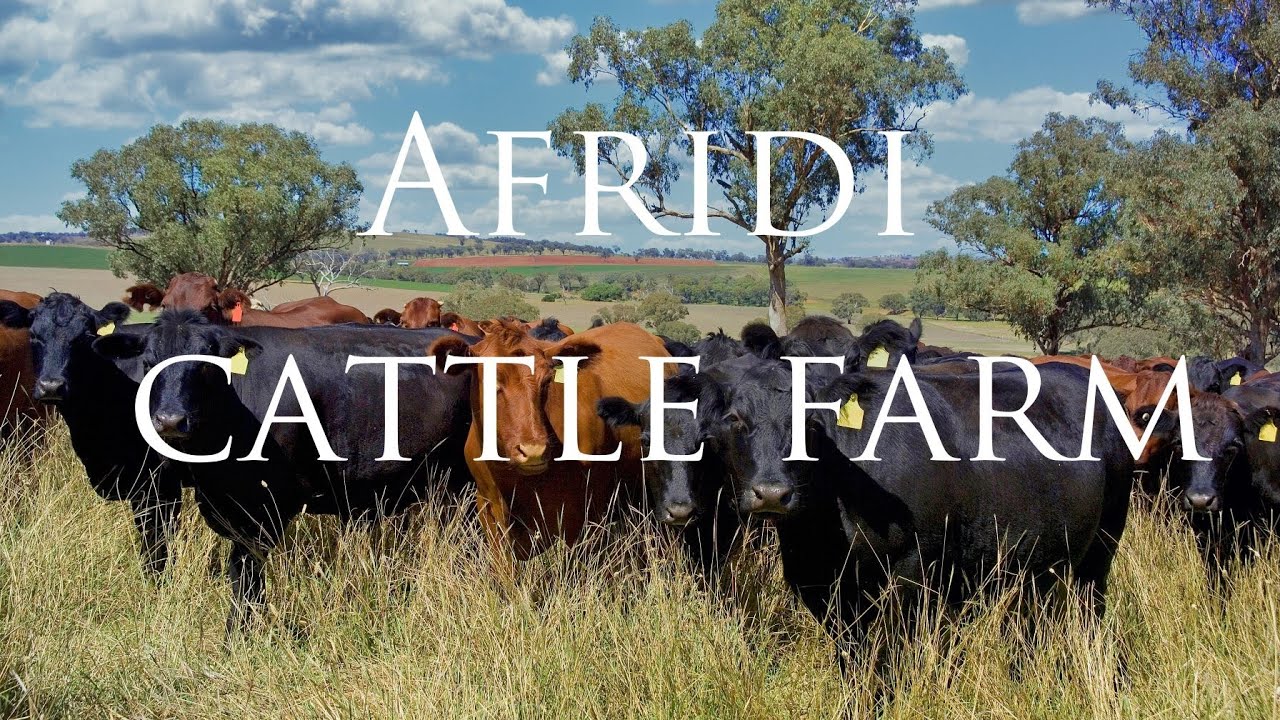 cow mandi 2023 sohrab goth mandi #cowmandi  #mandinews