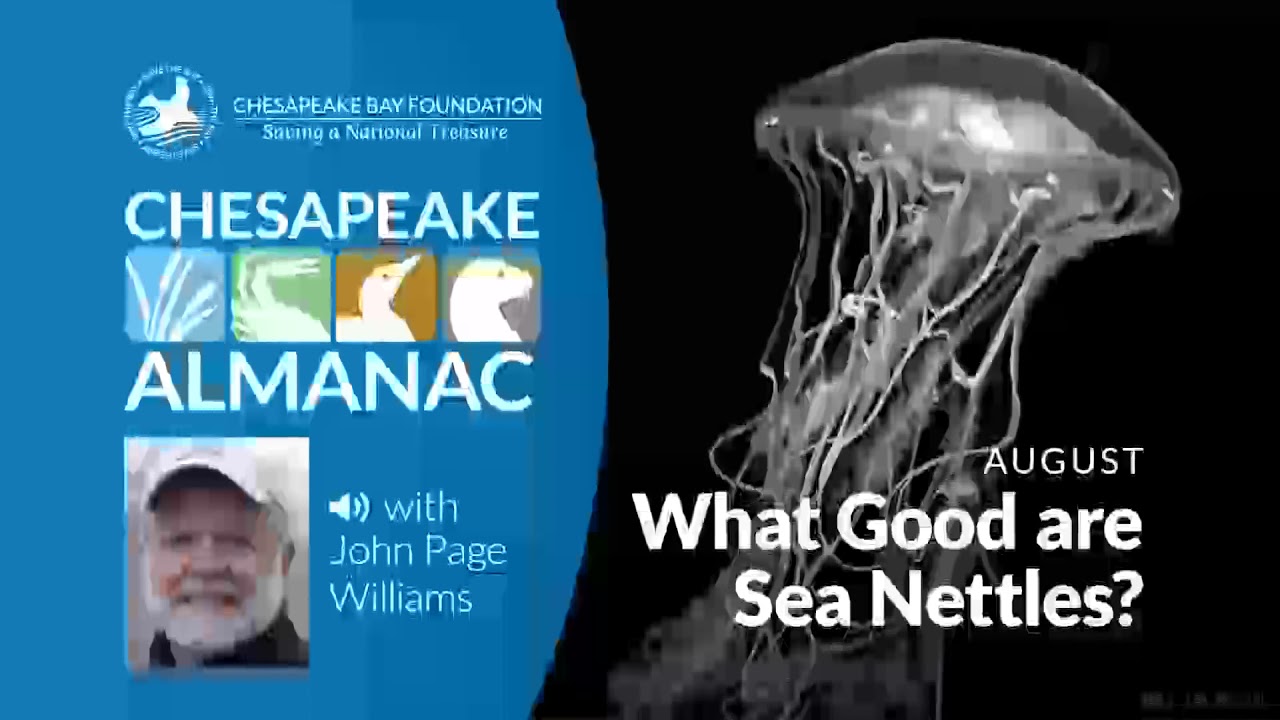 August: What Good Are Sea Nettles?