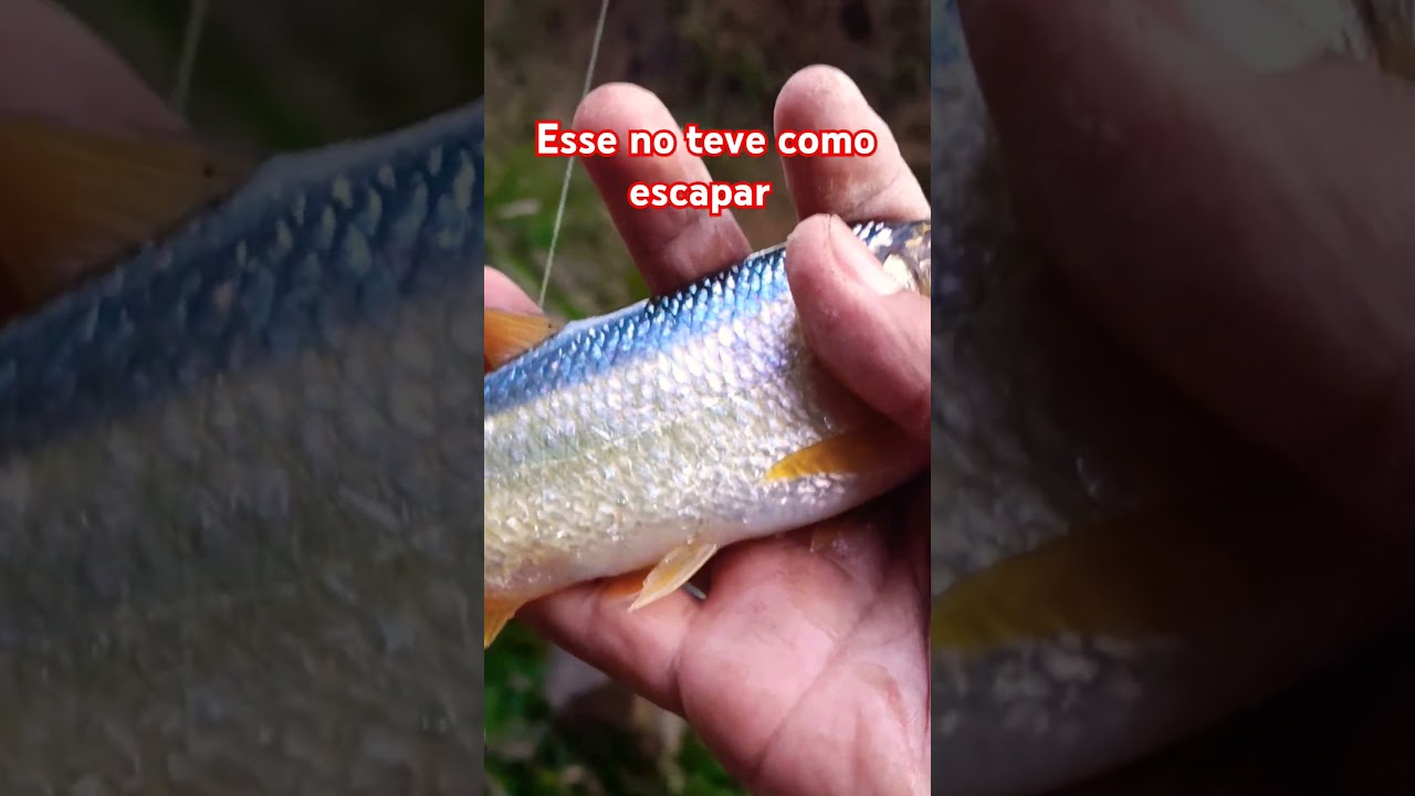 Tajabeco não pode escapar 