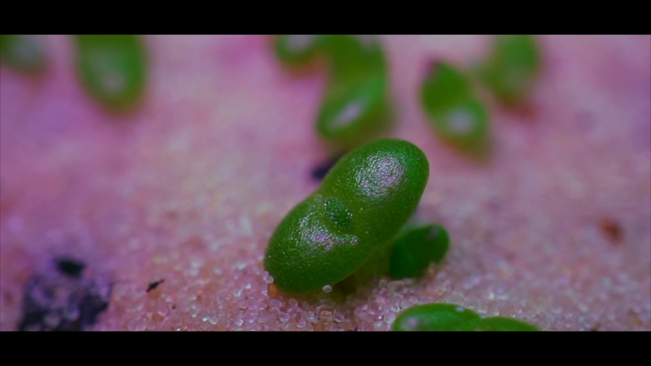 Mesemb Succulents from Seed:  From Seed to Week 4
