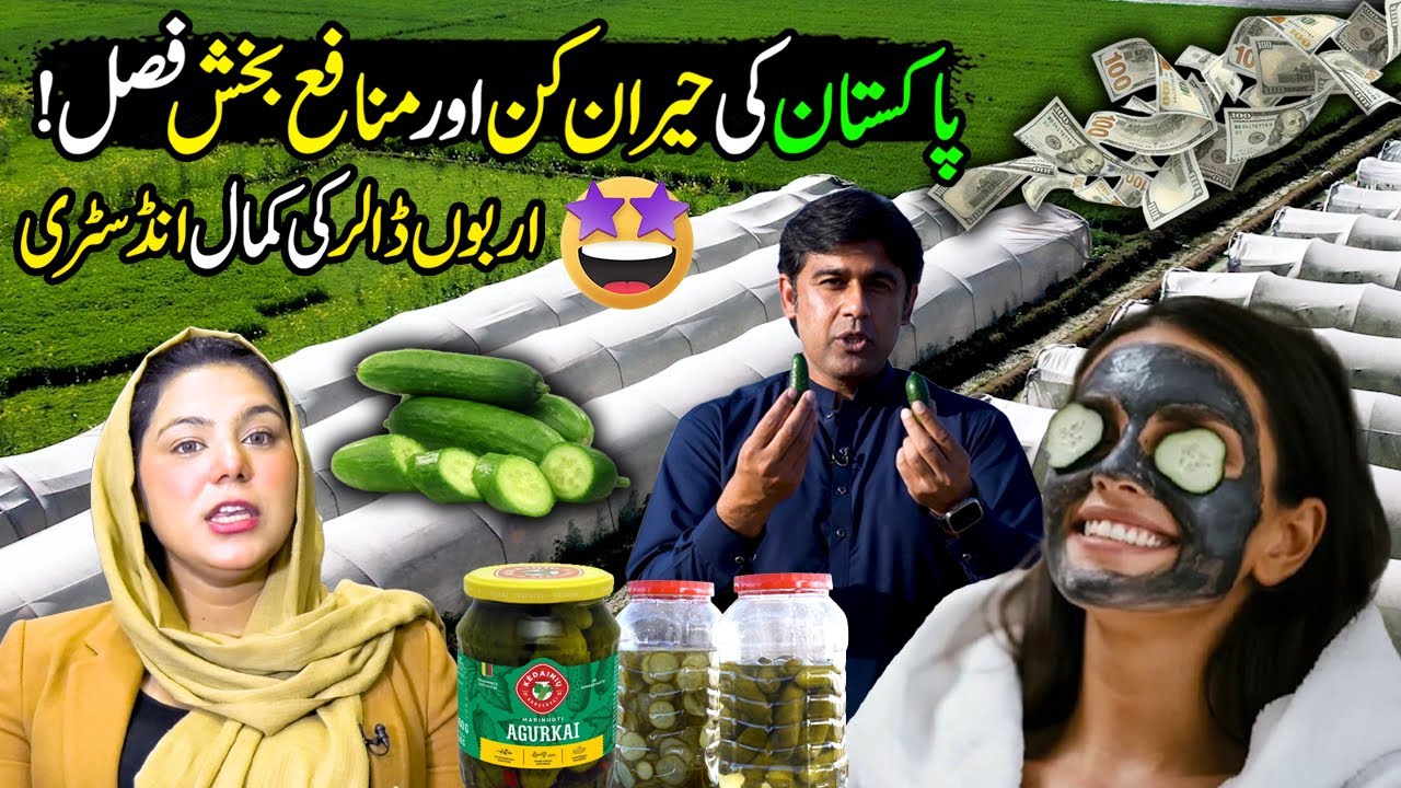 Cucumber | Pakistan's Profitable Crop | Beauty Vegetable & Health Benefits | Kissan ka Pakistan