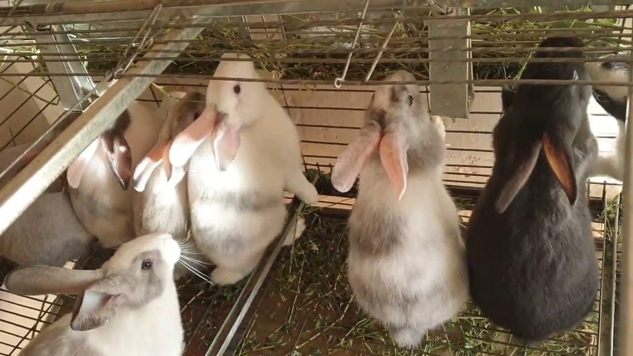 خطأ قاااااتل ☠😨 موت الأرانب بسبب الشمس و الخبز المبلل ⁉️🐇🥺 