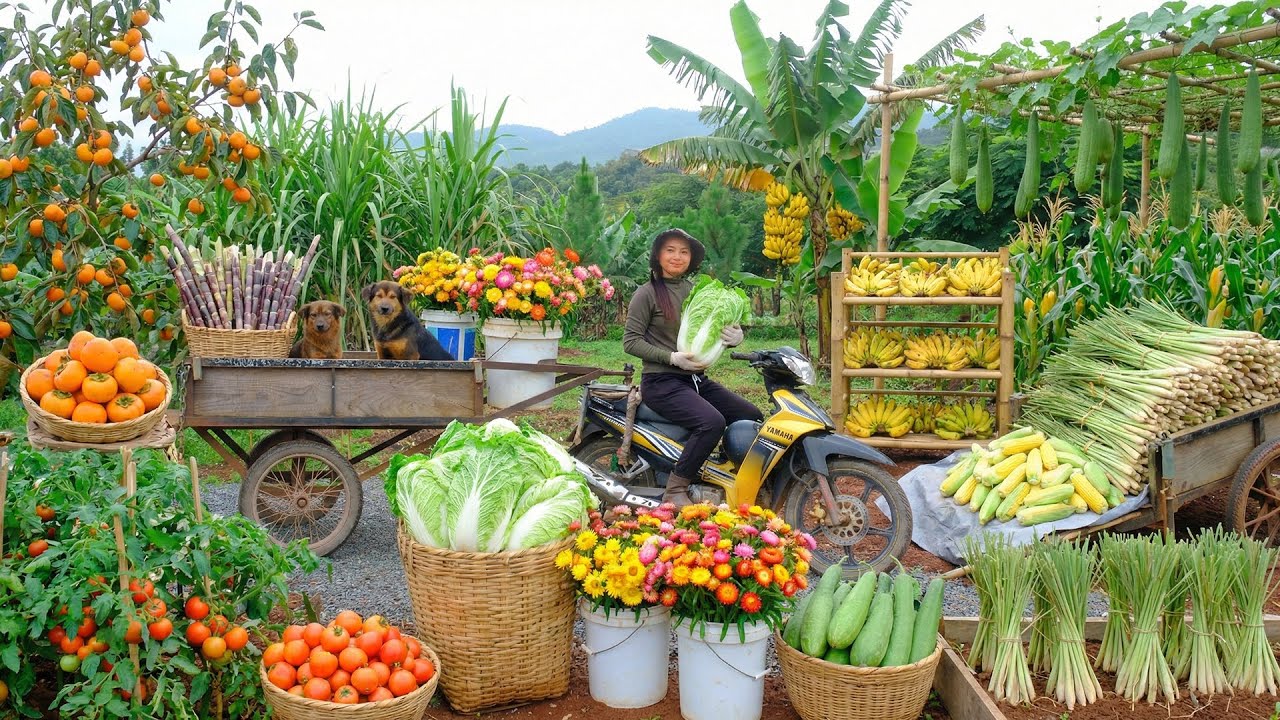Harvest Homegrown Vegetables: Napa Cabbage, Persimmons, Tomatoes, Sugarcane To Sell At The Market
