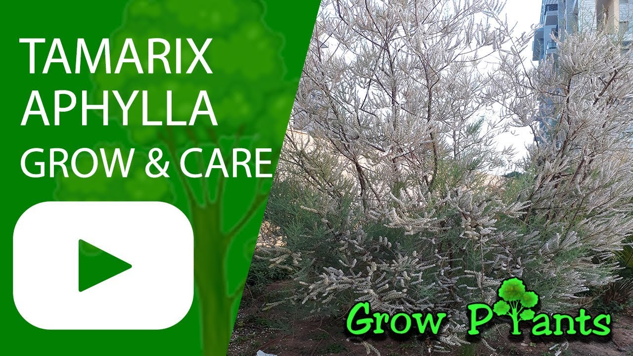 Tamarix aphylla - grow and care