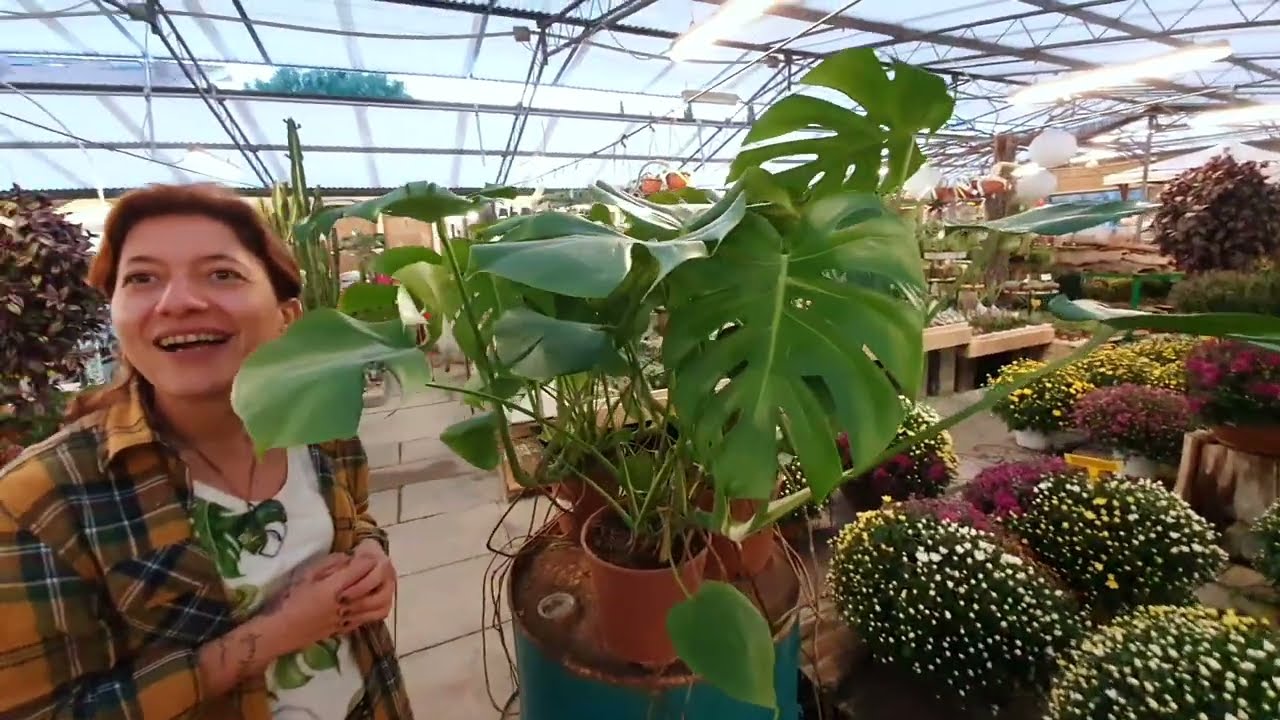 Piante da interno, la MONSTERA deliciosa
