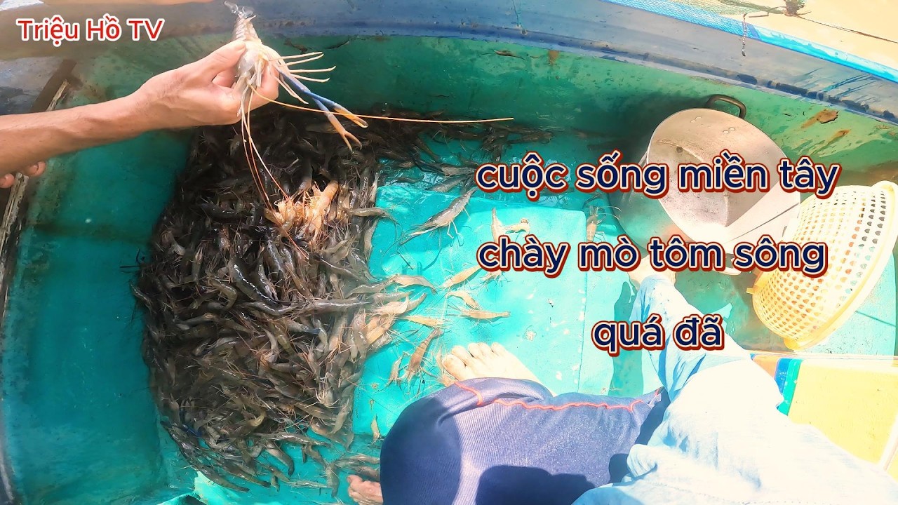 Cuộc Sống Miền Tây Chày Mò Tôm Càng Xanh | Triệu Hồ TV