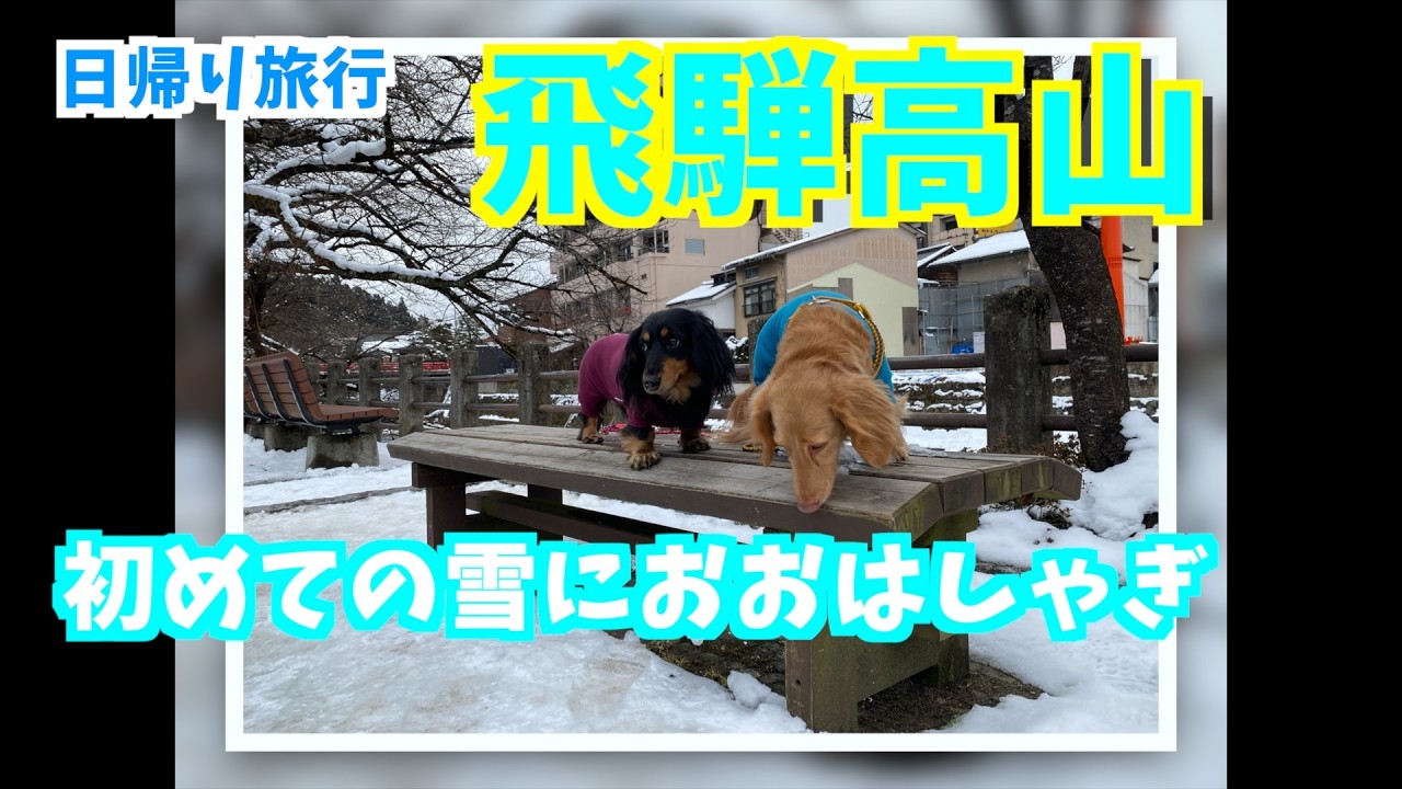 想像以上だった…犬の初めての雪リアクションが可愛すぎる　#飛騨高山#ひるがの高原#雪遊び#初雪#冬旅#日帰り旅行＃飛騨高山レトロミュージアム＃飛騨牛＃坂口屋