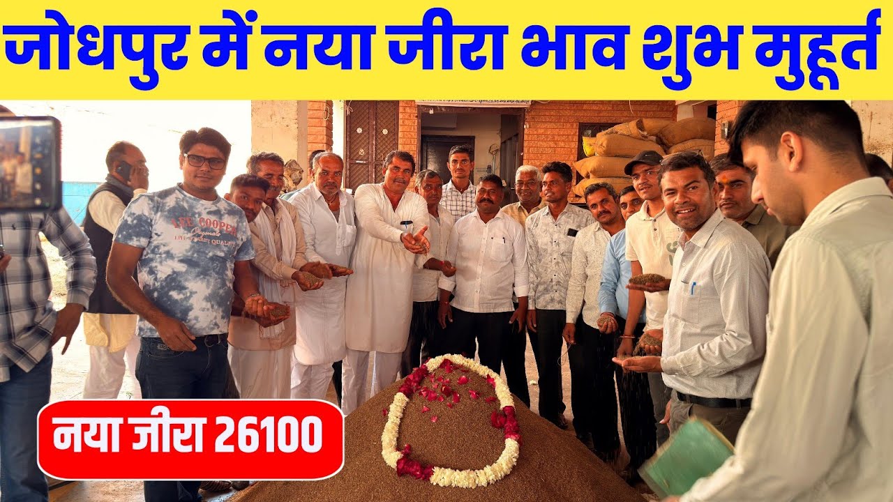 जोधपुर जीरा मंडी नया जीरा आया है new jeera Jodhpur jeera mandi bhav today
