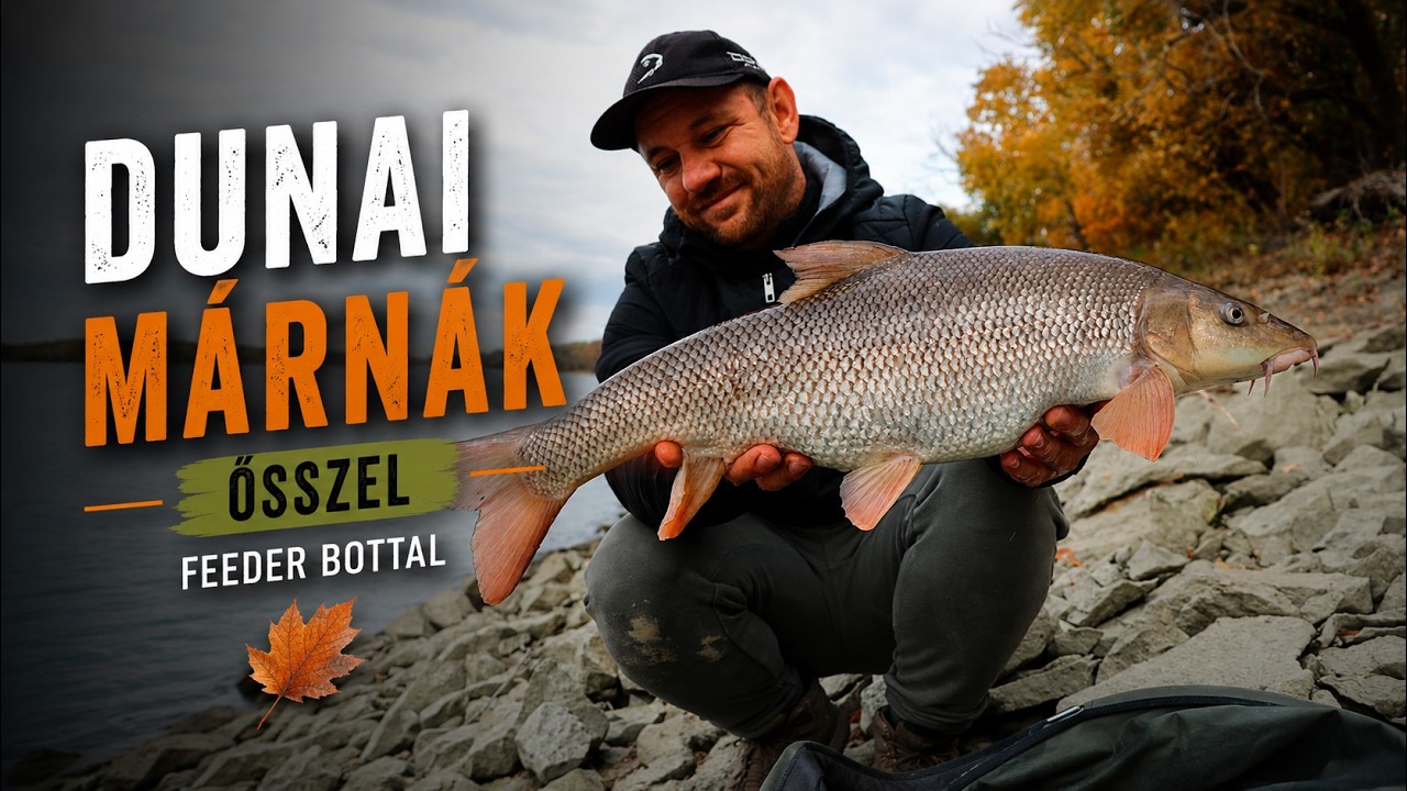 Dunai márnák ősszel feeder bottal