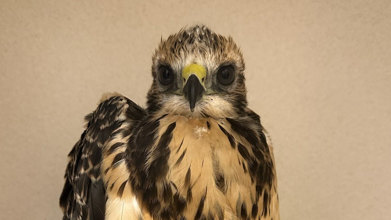 Patient Update 8-21-26