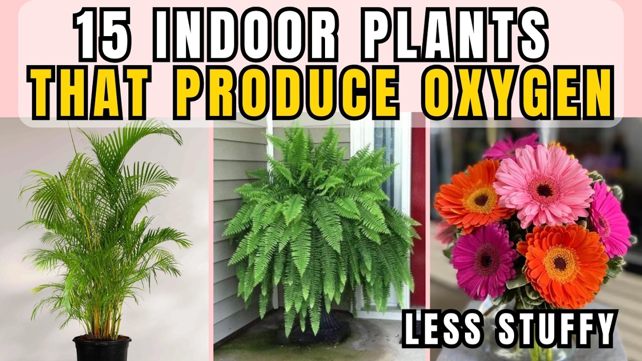 15 Indoor Plants That Can Also Produce Oxygen Inside Your Home, Keeping the Air Fresh & Less Stuffy