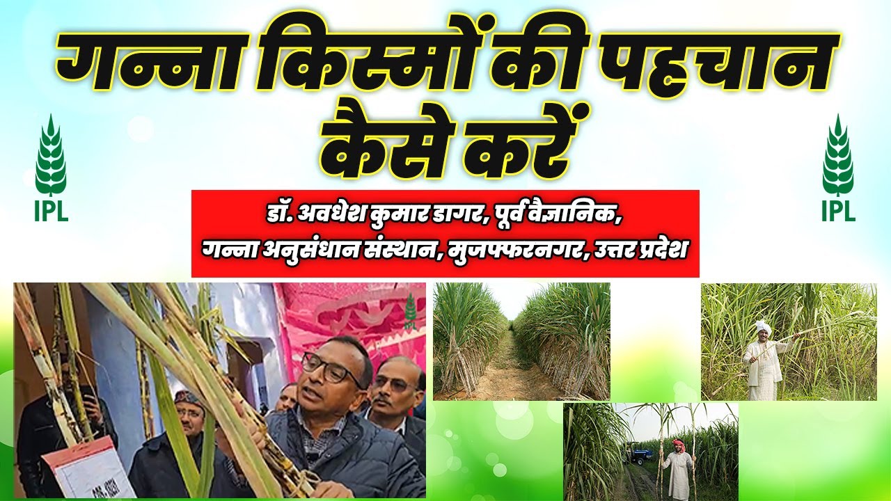 गन्ना किस्म की पहचान कैसे करें | @इंडियन पोटाश लिमिटेड