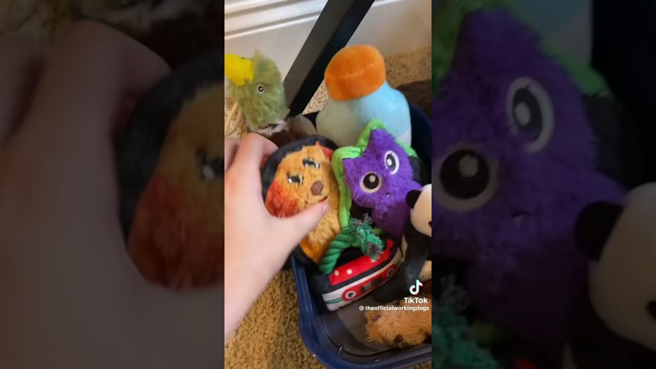 Essa compilation (not my vids) (FW credits to all creators)