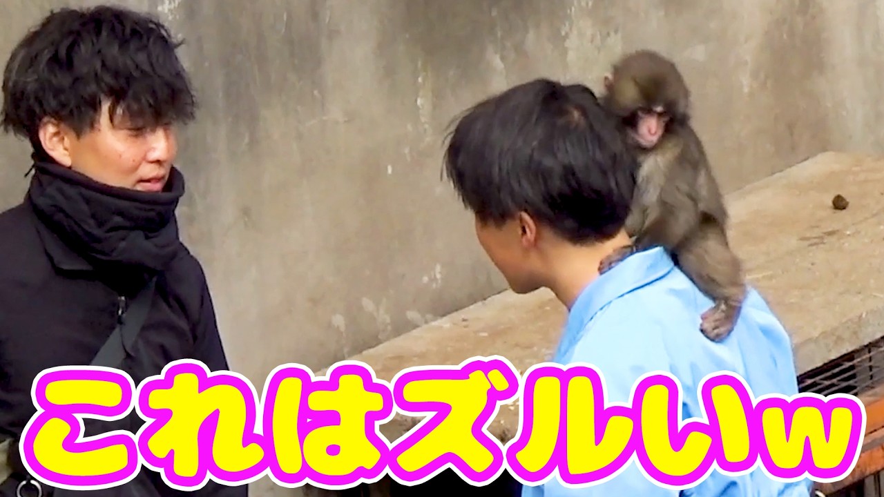 【反則級】パンチの甘え方が可愛すぎて、飼育員と観客が撃沈…