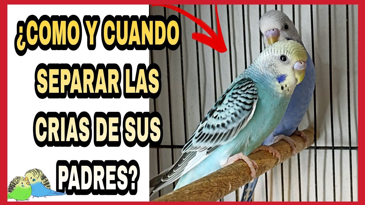 ¿COMO SEPARAR LAS CRIAS DE SUS PADRES? | ¿CUANDO SEPARAR LOS PICHONES DE PERIQUITOS DE SUS PADRES?