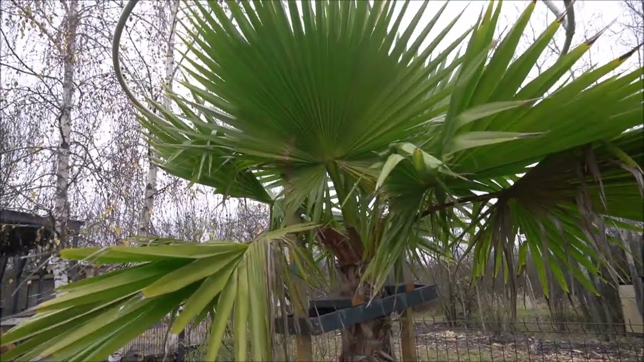 Palma washingtonia, osłona zimowa.