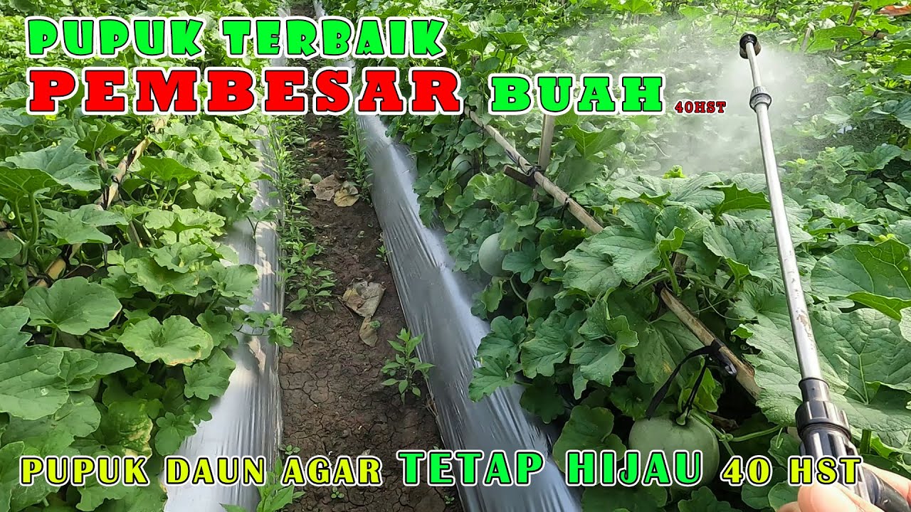 PERAWATAN MELON UMUR 30 - 40 HST