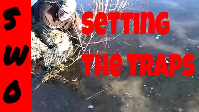 Under Ice Muskrat Trapping Part 2 (Making the Sets)