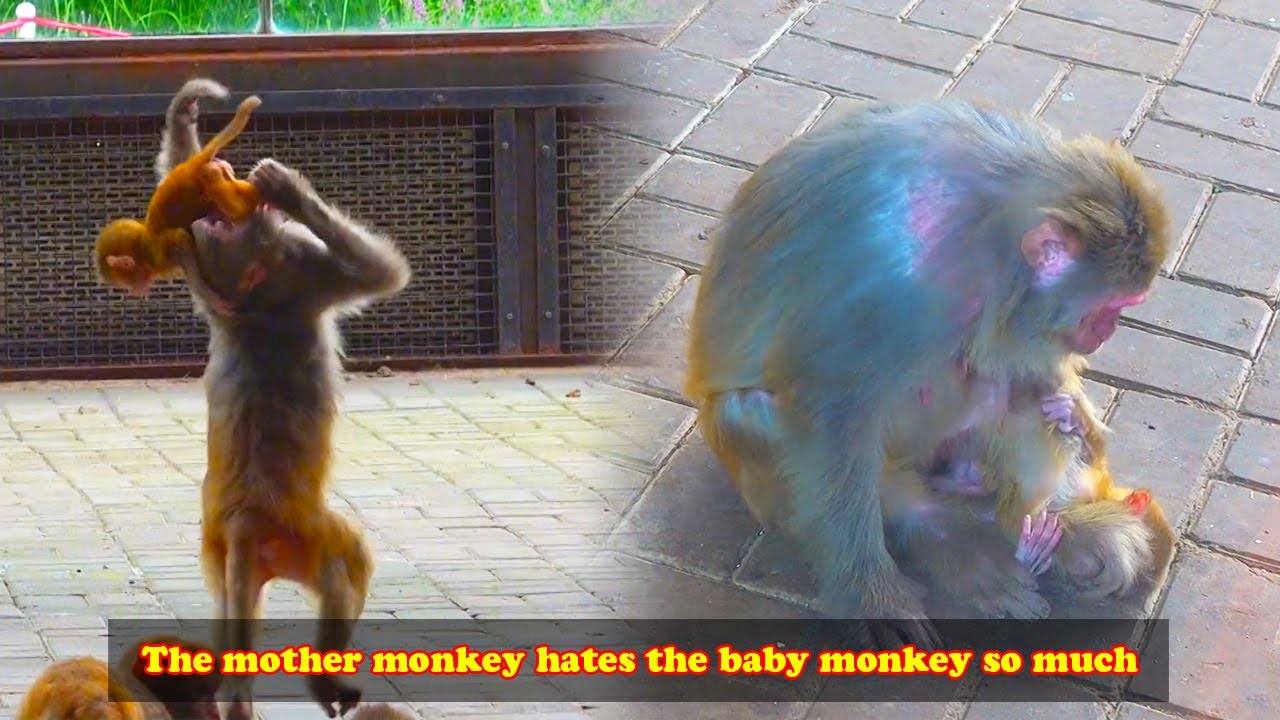 The mother monkey becomes angry and wants to get rid of the clinging baby monkey