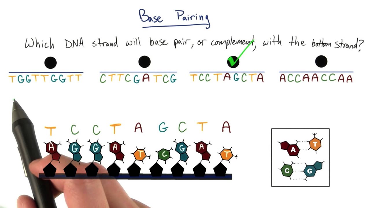Base Pairing - Tales from the Genome