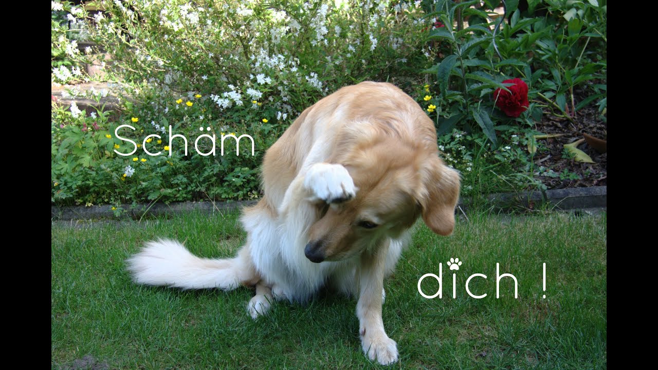 ► Schäm dich !! Wie bringe ich meinem Hund 