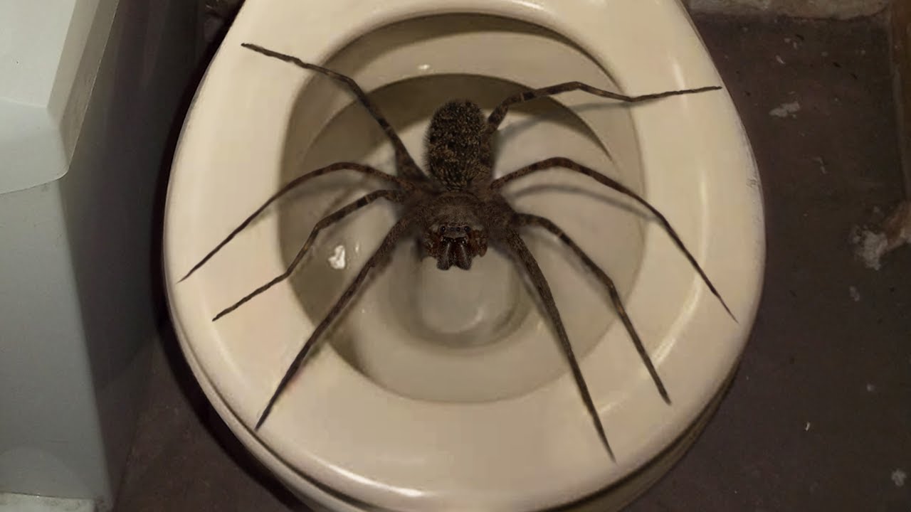 10 Biggest Spiders On Planet Earth