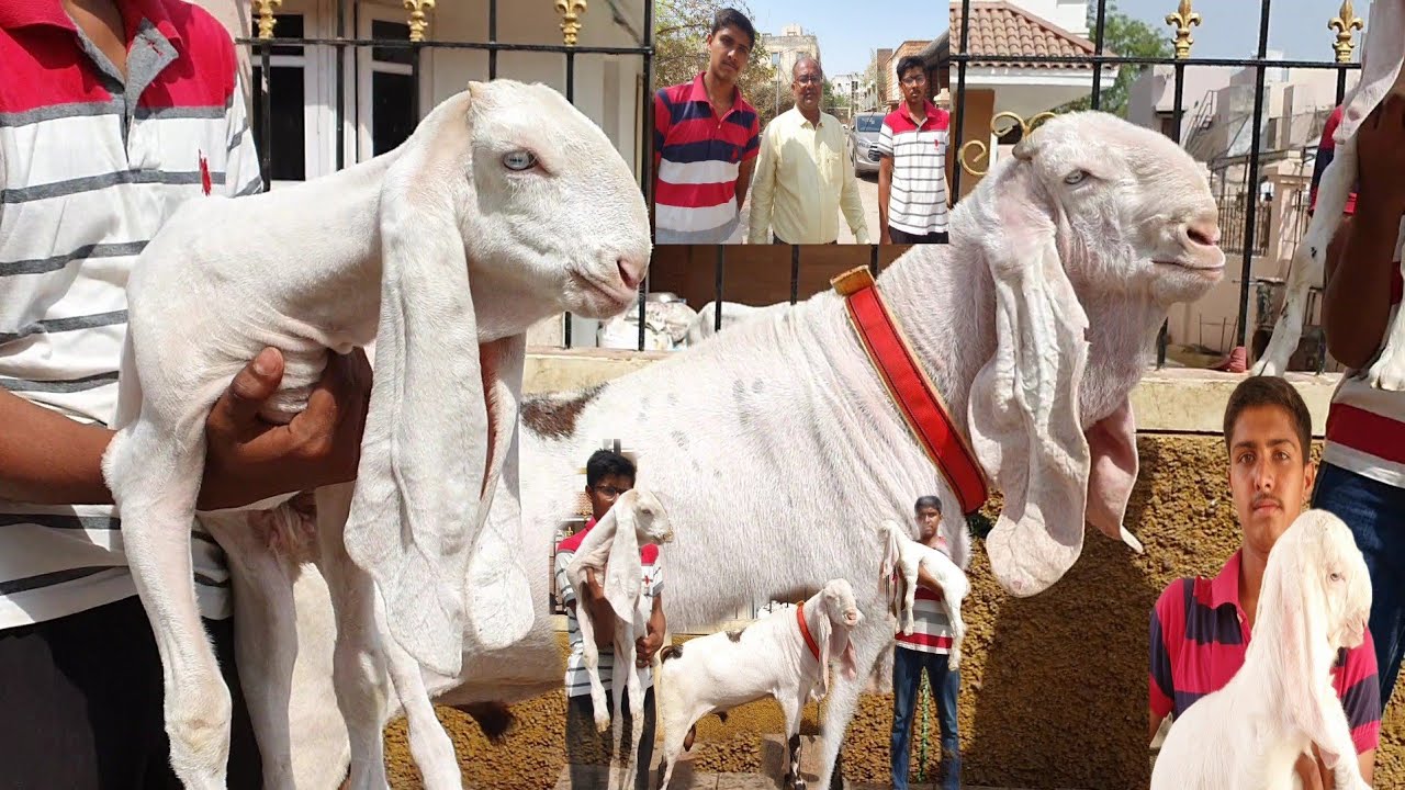 The Future Of Hyderabadi Goats Breeding Setup | Best Breeders Top Results | Warakhwala Goat Farm.
