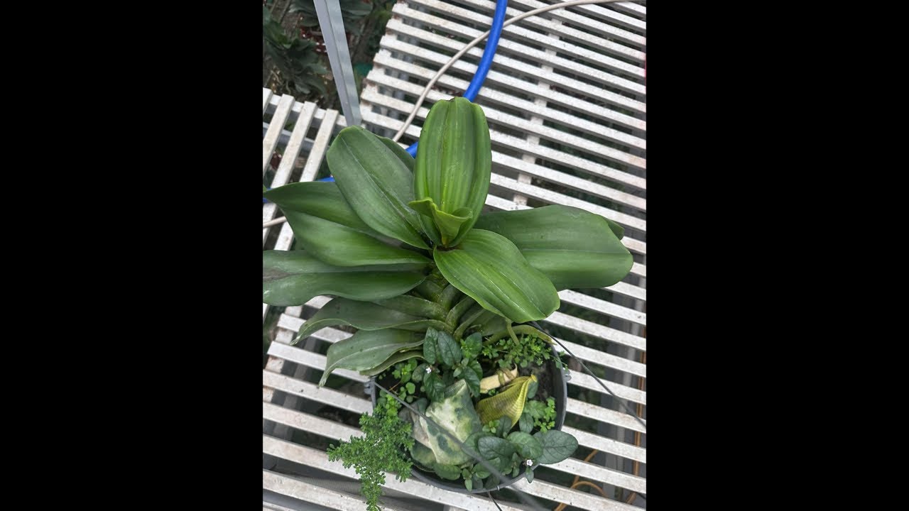 Đai Châu Thái Giá Rẻ Các Loại 0978379479