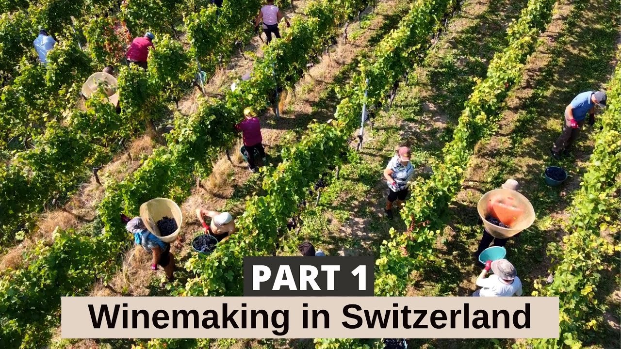 Part 1: Winemaking in Switzerland.