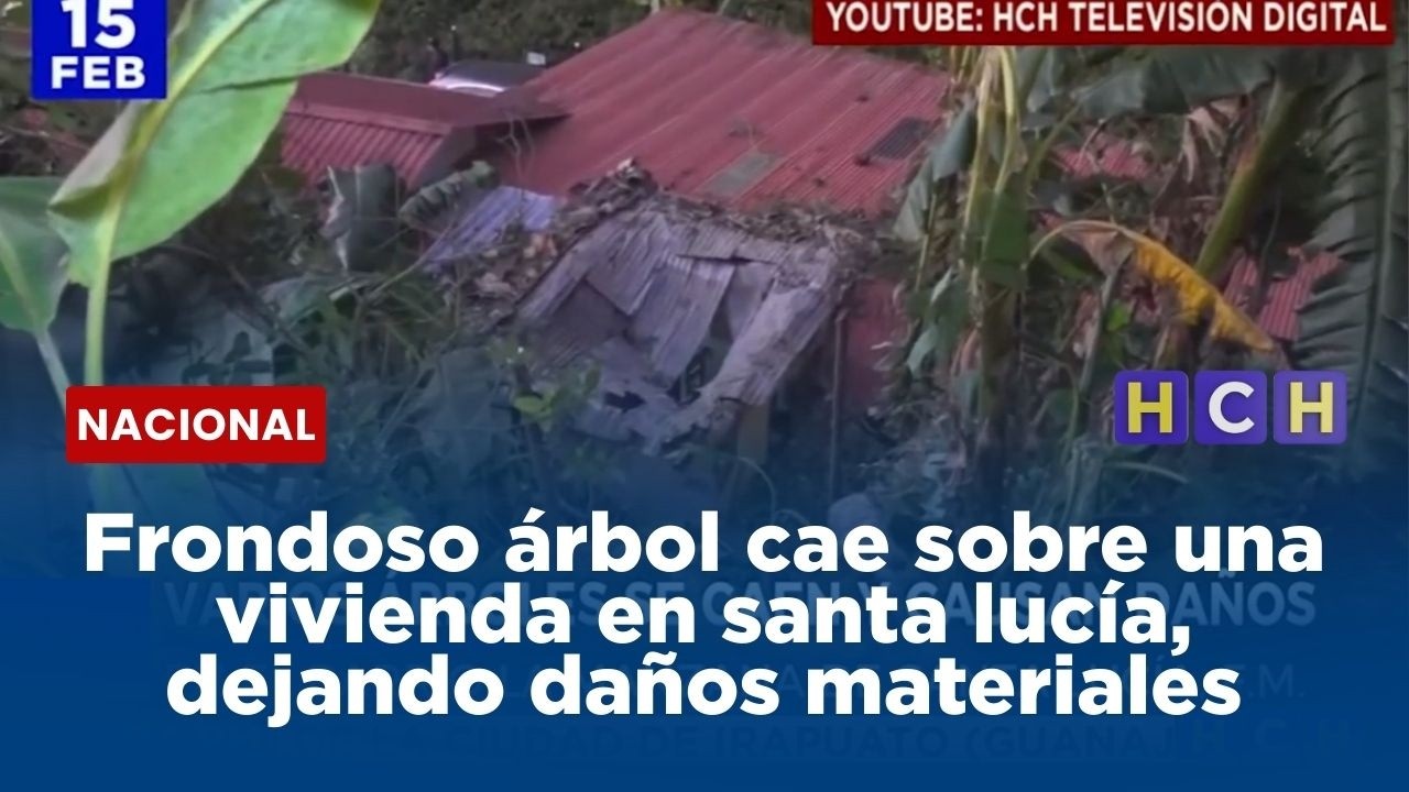 Frondoso árbol cae sobre una vivienda en santa lucía, dejando daños materiales