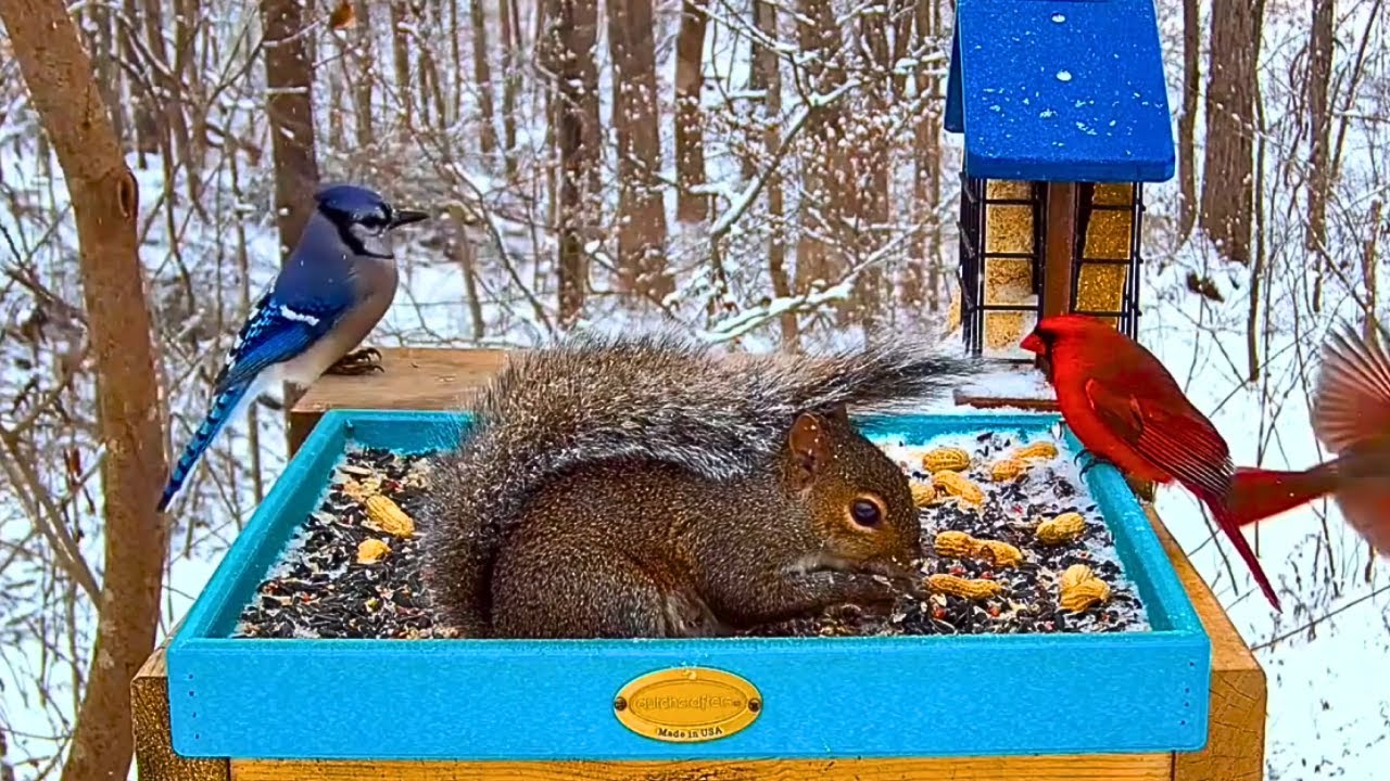 🔴SNOWY Bird Feeder 24/7 | ❄️Cardinals, Blue Jays & Squirrels ❄️