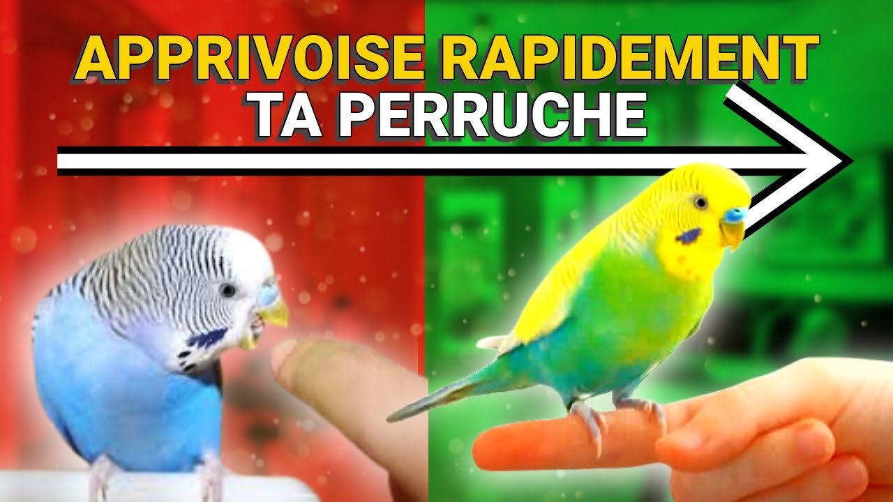 Comment APPRIVOISER Une Perruche SAUVAGE Rapidement ?