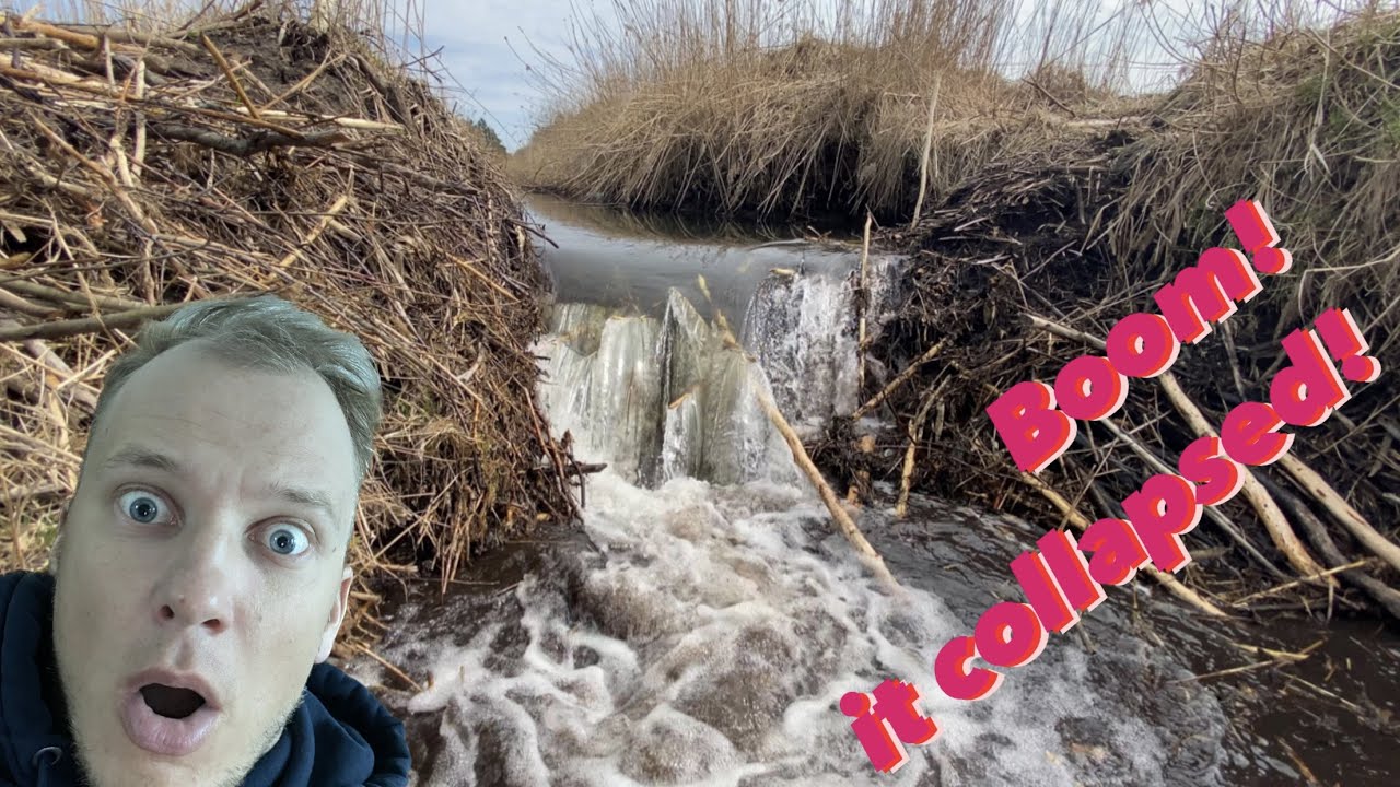 BEAVER DAM COLLAPSE AFTER SEVERAL STICKS REMOVAL.