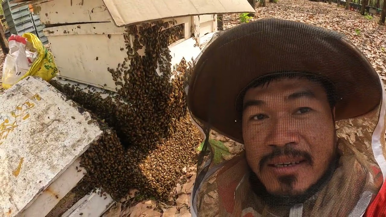 សួស្តីបងប្អូនខ្មែរយើងដែលស្រលាញ់ការចិញ្ចឹមឃ្មុំ #bee #beekeeping #honeybee #beekeeper #shorts #viral