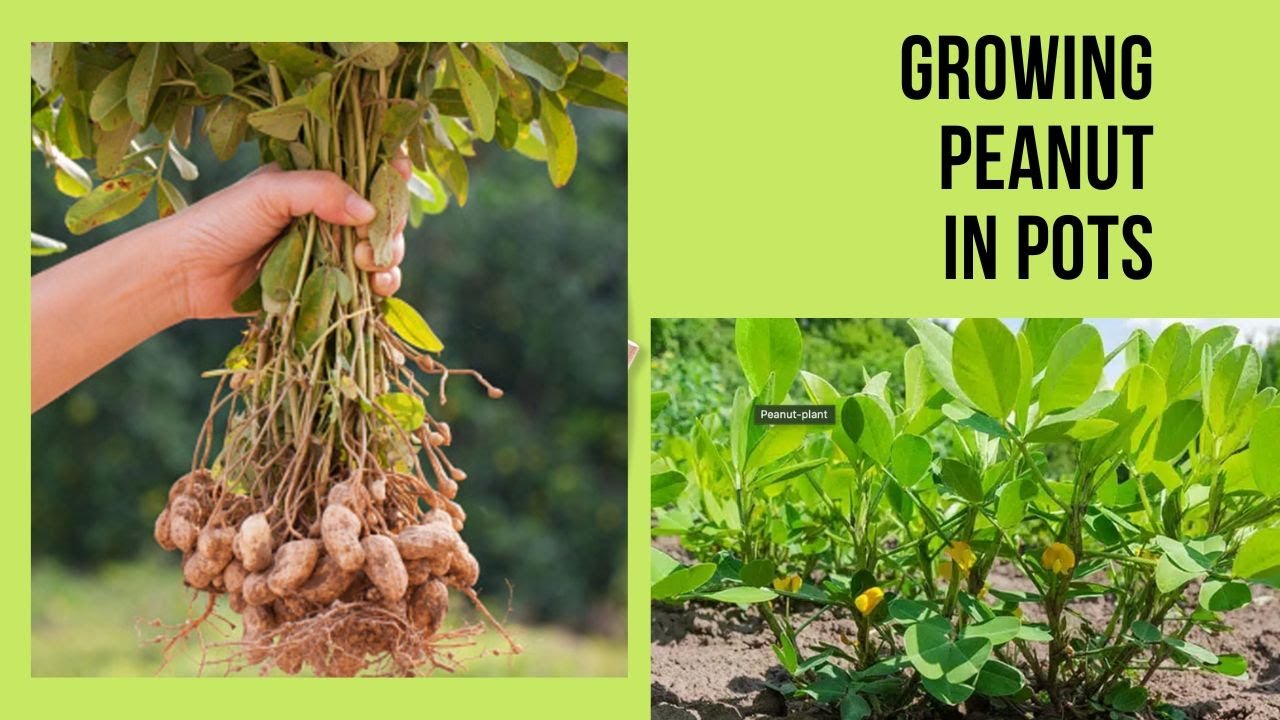 നിലക്കടല നടുമ്പോൾ എന്തൊക്കെ ശ്രദ്ധിക്കണം || Planting Peanut plant