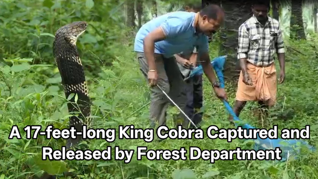 A 17-feet-long King Cobra Captured and Released by Forest Department