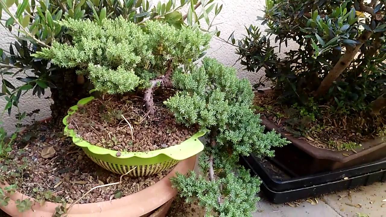 Truco sobre como engordar troncos de prebonsais