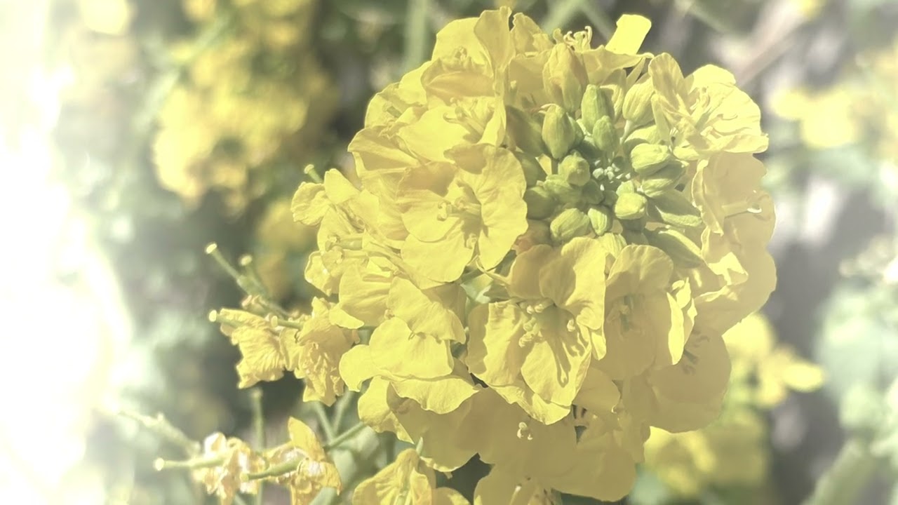 菜の花の花言葉は「快活」「明るさ」　　　　　　　　　癒しの花と音楽