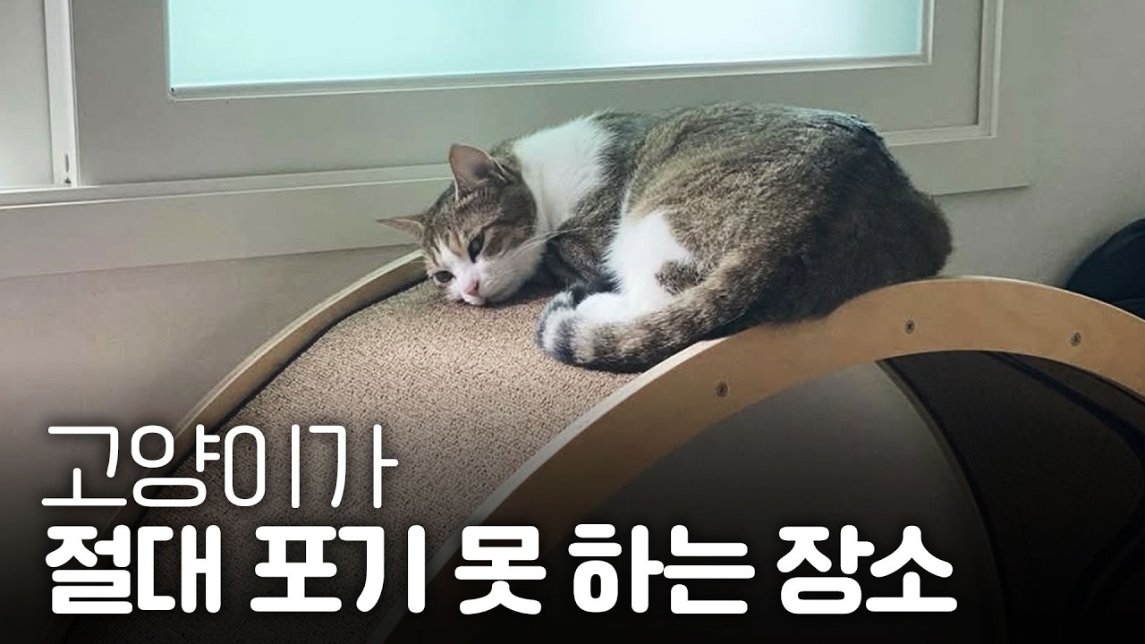 '이 장소'를 잃으면 고양이의 스트레스가 시작됩니다