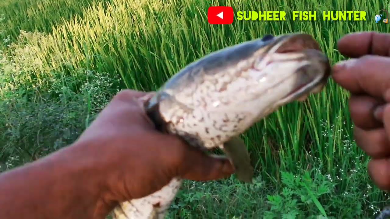 കർണാടകയിലെ  2 കിലോ വരാൽ 😳🐬🐟Big Snakehead |#fishingvideo  #fishing #fish #sneakerhead #fishing 