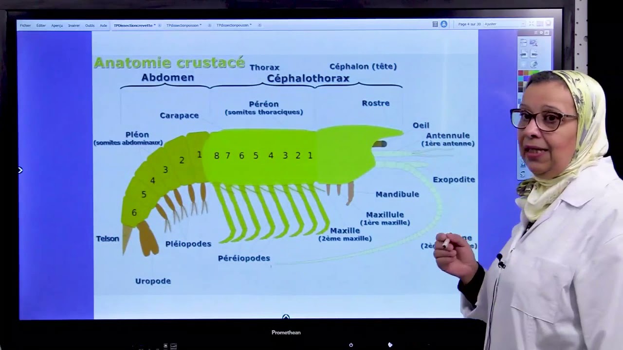 Biologie des Organismes Animaux TP dissection crevette